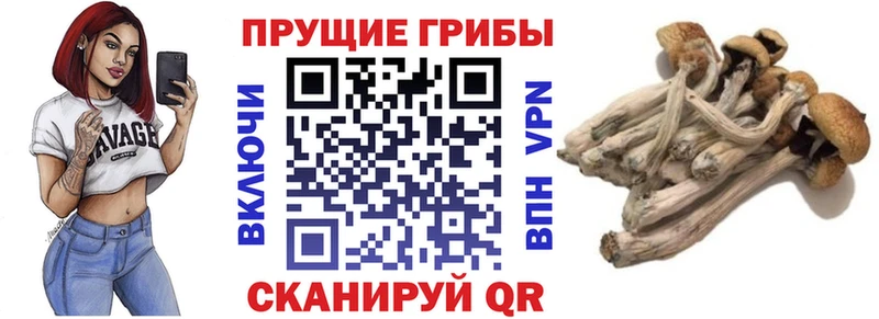 KRAKEN ТОР наркошоп Красавино Галлюциногенные грибы Magic Shrooms